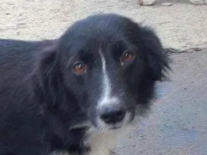 Cachorro ra a SRD-ViraLata idade  nome Amada