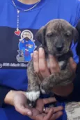 Grilo
