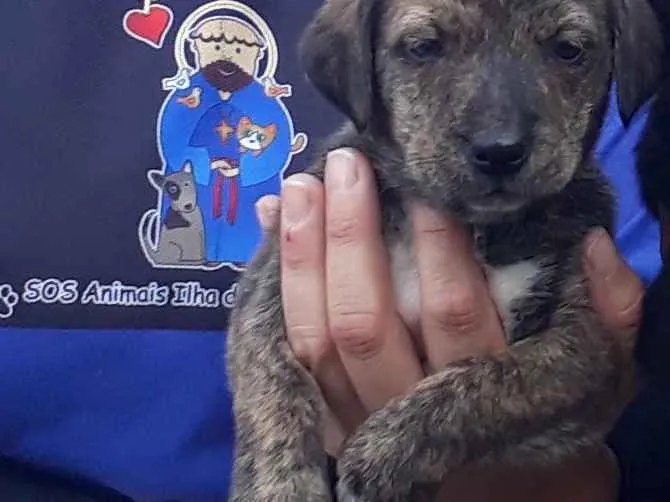 Cachorro ra a SRD-ViraLata idade  nome Grilo