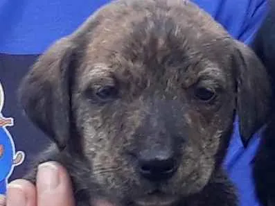 Cachorro ra a SRD-ViraLata idade  nome Grilo