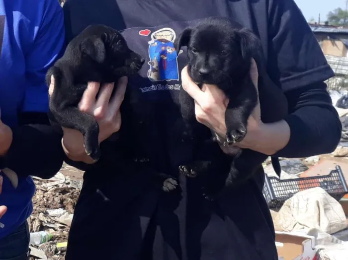 Cachorro ra a SRD-ViraLata idade  nome Pantera Negra lindo
