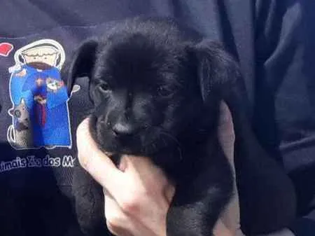 Cachorro ra a SRD-ViraLata idade  nome Pantera Negra lindo