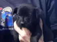 Pantera Negra lindo