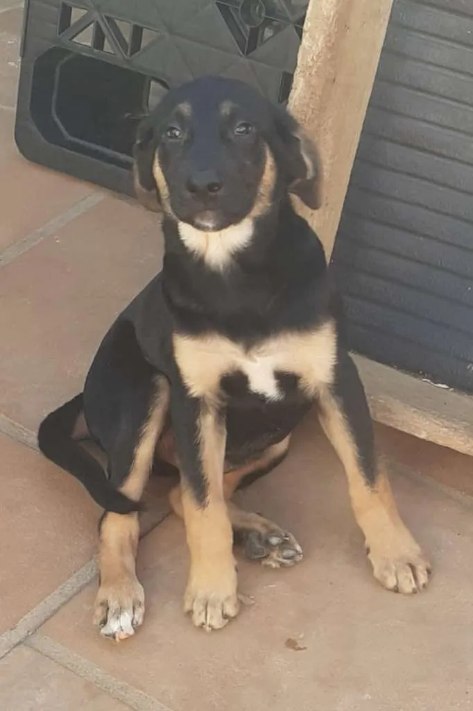Cachorro ra a SRD-ViraLata idade 2 a 6 meses nome Doby
