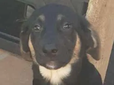 Cachorro ra a SRD-ViraLata idade 2 a 6 meses nome Doby