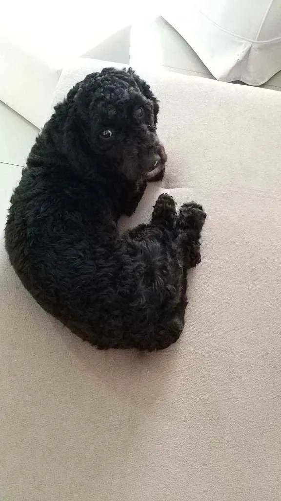 Cachorro ra a Poodle idade 1 ano nome Bidu