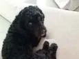 Bidu