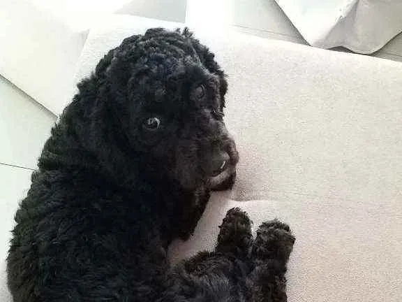Cachorro ra a Poodle idade 1 ano nome Bidu