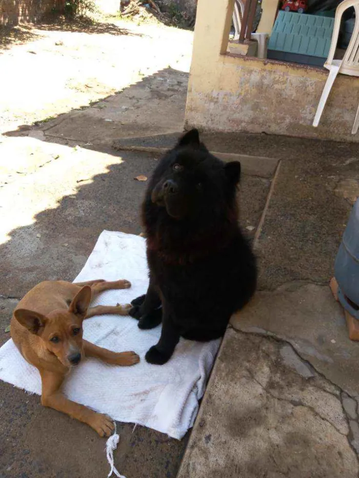 Cachorro ra a Chow chow idade 6 ou mais anos nome Lion