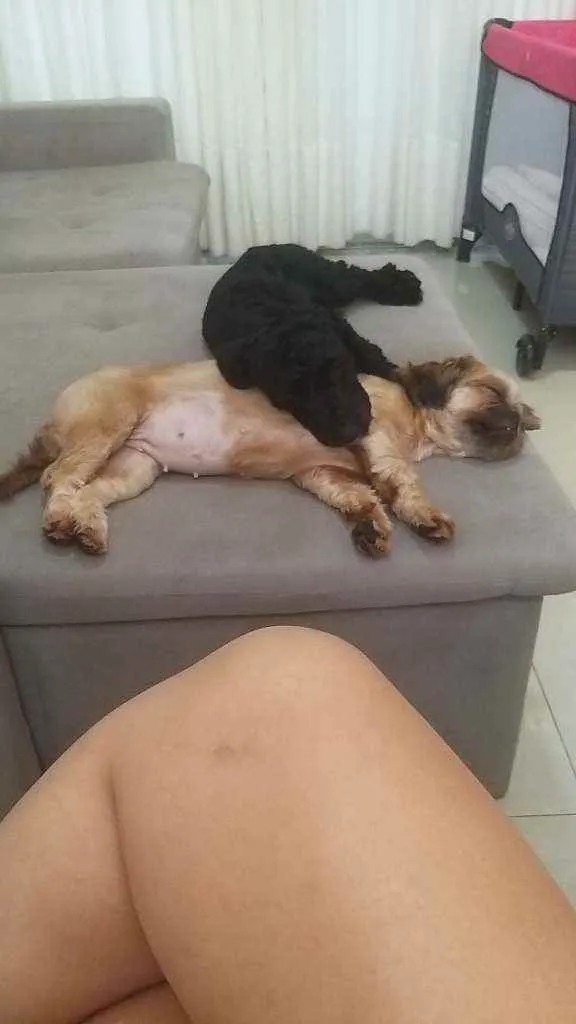 Cachorro ra a Shitzu idade 1 ano nome Skye