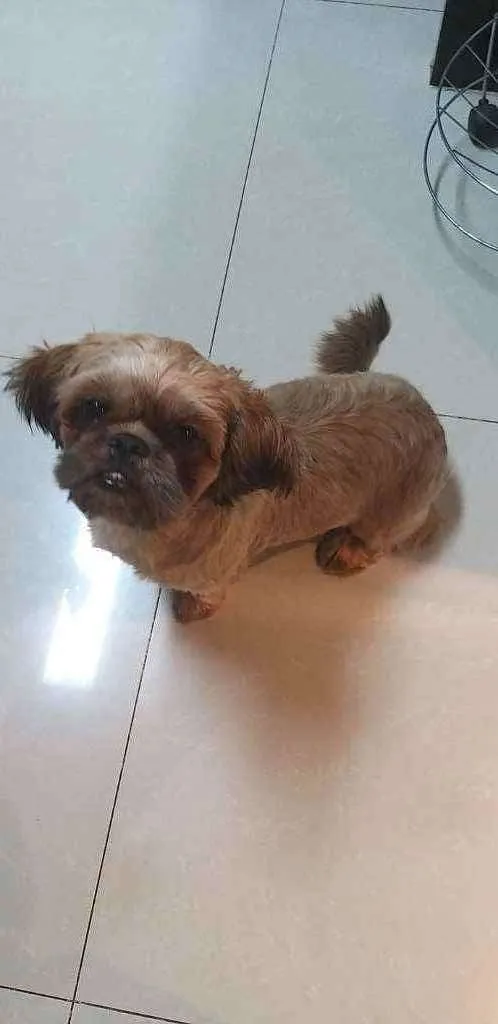 Cachorro ra a Shitzu idade 1 ano nome Skye