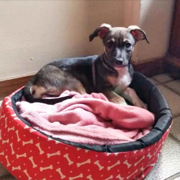 Cachorro ra a SRD idade 2 a 6 meses nome Ricota