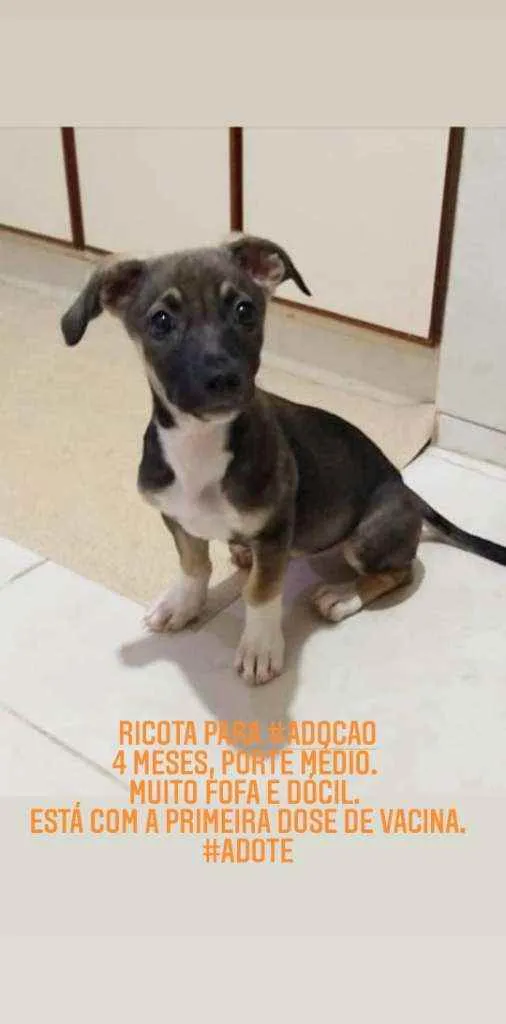 Cachorro ra a SRD idade 2 a 6 meses nome Ricota