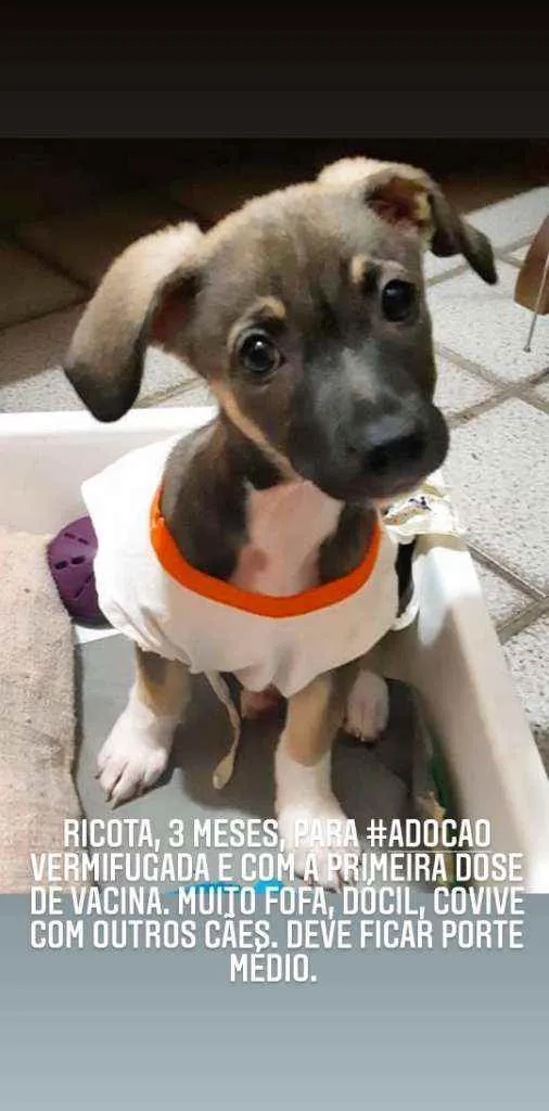 Cachorro ra a SRD idade 2 a 6 meses nome Ricota