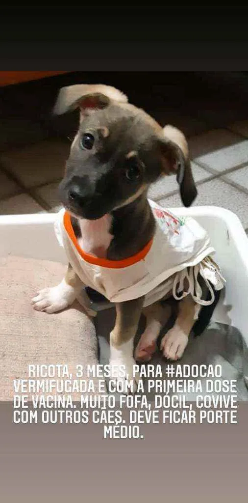 Cachorro ra a SRD idade 2 a 6 meses nome Ricota