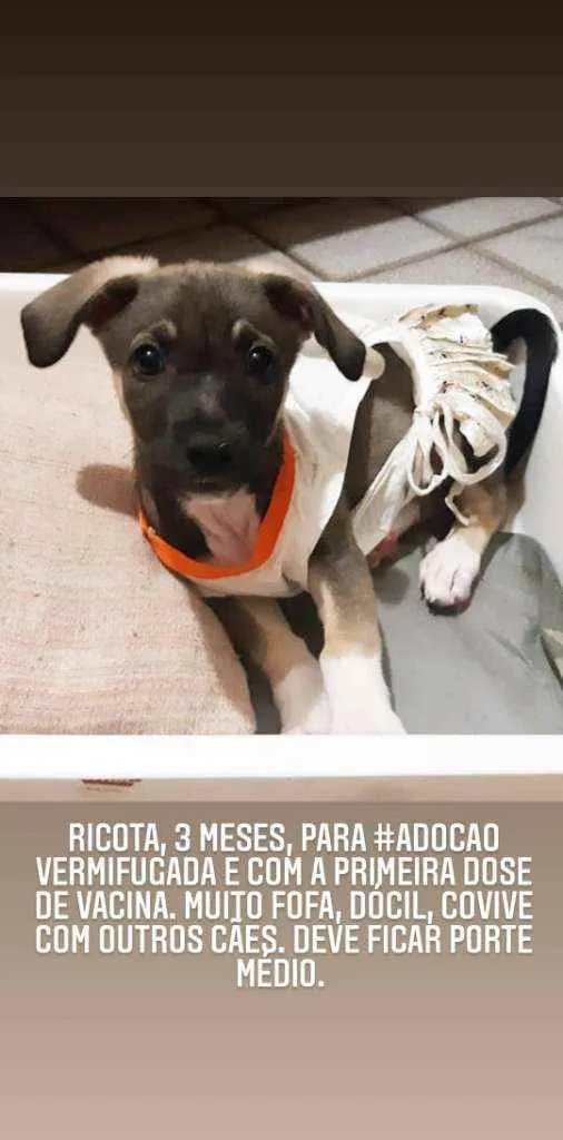 Cachorro ra a SRD idade 2 a 6 meses nome Ricota