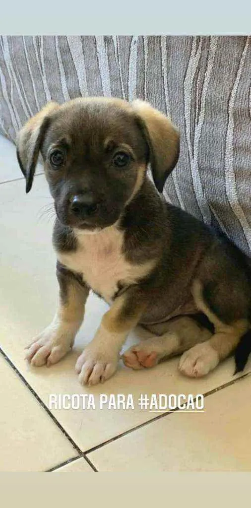 Cachorro ra a SRD idade 2 a 6 meses nome Ricota