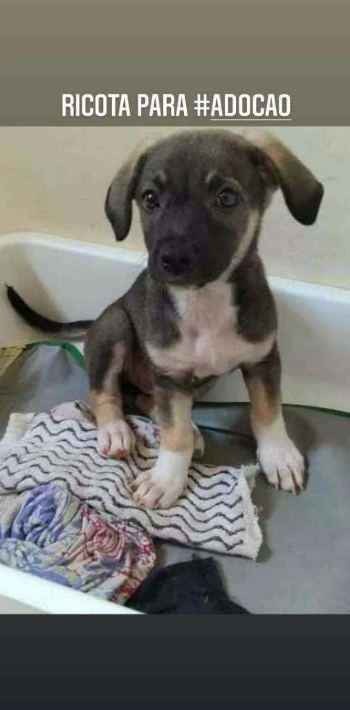 Cachorro ra a SRD idade 2 a 6 meses nome Ricota