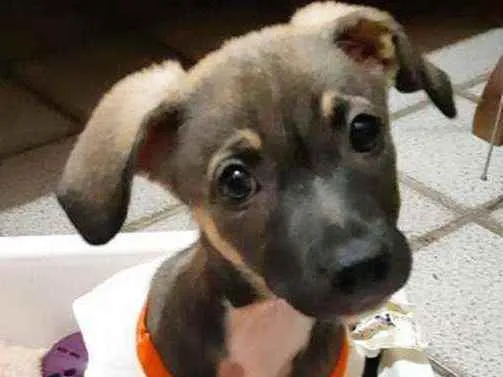 Cachorro ra a SRD idade 2 a 6 meses nome Ricota