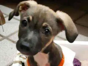 Cachorro raça SRD idade 2 a 6 meses nome Ricota