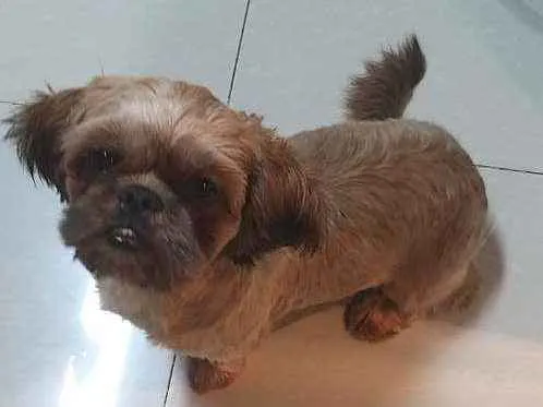Cachorro ra a Shitzu idade 1 ano nome Skye