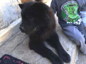 Cachorro raça Chow chow idade 6 ou mais anos nome Lion