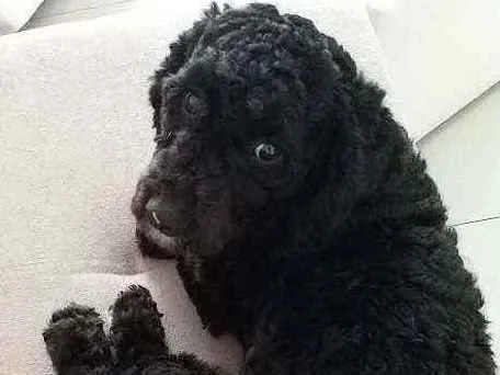 Cachorro ra a Poodle idade 1 ano nome Bidu