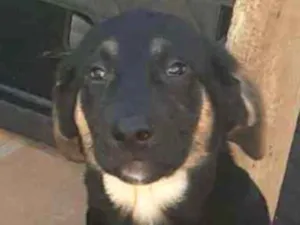 Cachorro raça SRD-ViraLata idade 2 a 6 meses nome Doby