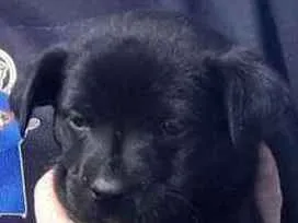Cachorro raça SRD-ViraLata idade  nome Pantera Negra lindo