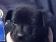 Pantera Negra lindo