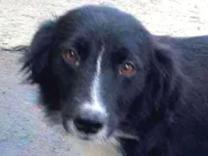 Cachorro raça SRD-ViraLata idade  nome Amada