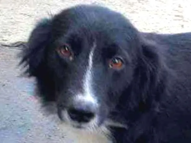 Cachorro ra a SRD-ViraLata idade  nome Amada
