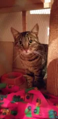 Tigresa