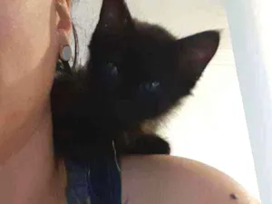 Gato raça  idade 2 a 6 meses nome Sem nome