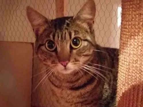 Gato ra a SRD-ViraLata idade  nome Tigresa