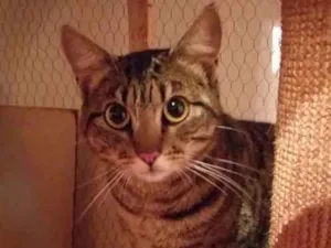 Gato raça SRD-ViraLata idade  nome Tigresa