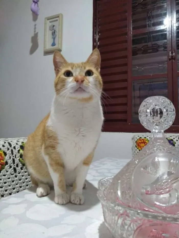 Gato ra a SRD-ViraLata idade  nome Supla