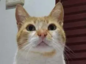 Gato raça SRD-ViraLata idade  nome Supla