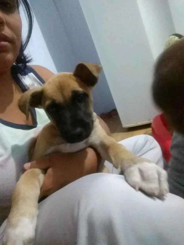 Cachorro ra a Indefinido idade 2 a 6 meses nome Pipoca