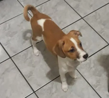 Cachorro ra a SRD-ViraLata idade 2 a 6 meses nome Snoopa