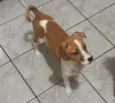 Snoopa
