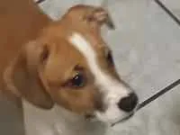 Cachorro raça SRD-ViraLata idade 2 a 6 meses nome Snoopa