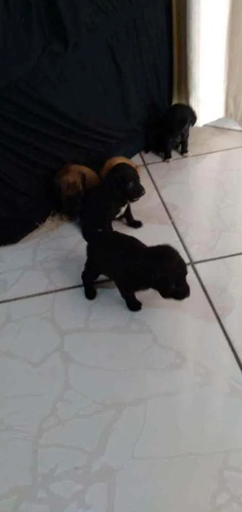 Cachorro ra a Não sei idade Abaixo de 2 meses nome Não tem