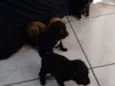 Não tem