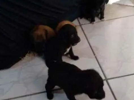 Cachorro ra a Não sei idade Abaixo de 2 meses nome Não tem