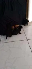 Não tem