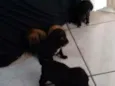 Não tem