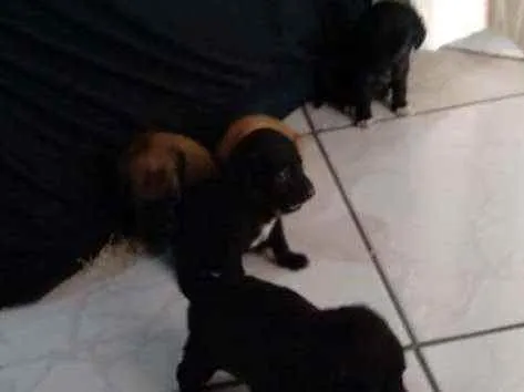 Cachorro ra a Não sei idade Abaixo de 2 meses nome Não tem