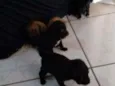 Não tem