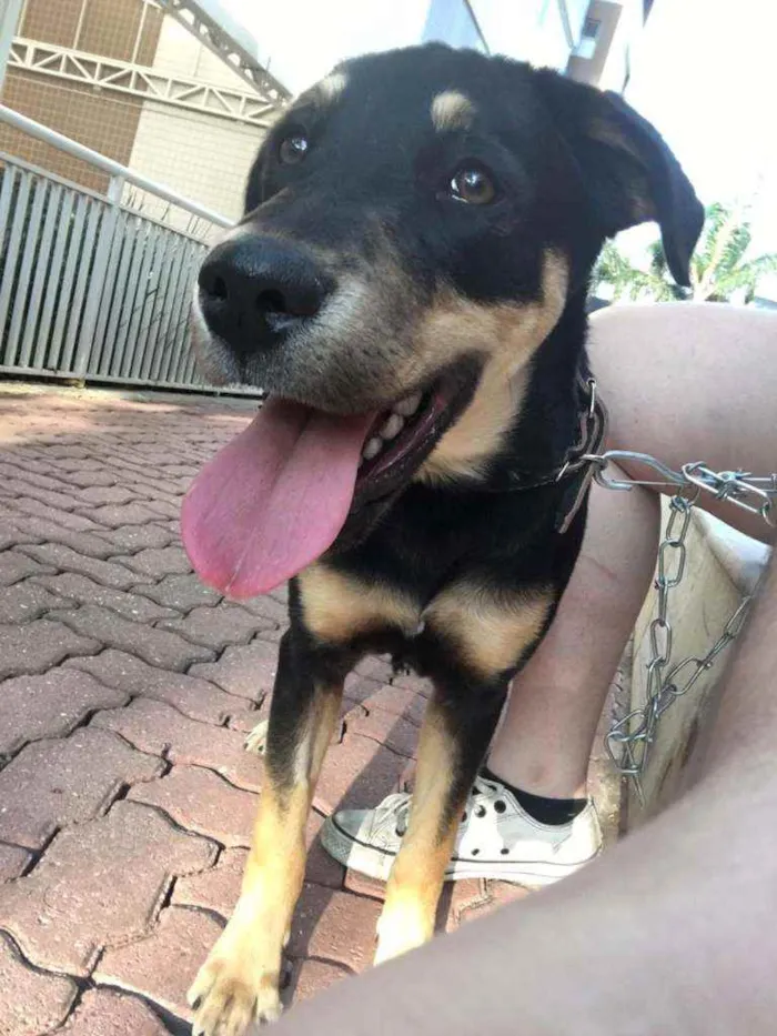 Cachorro ra a  idade 2 a 6 meses nome Joy